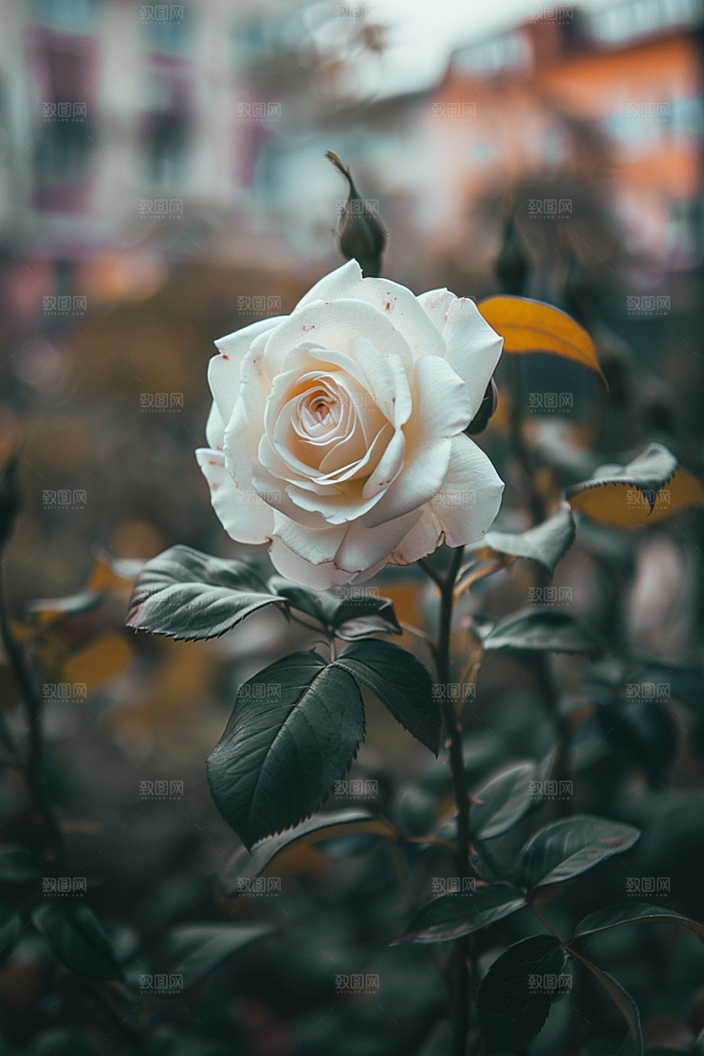月季花唯美藤月素材