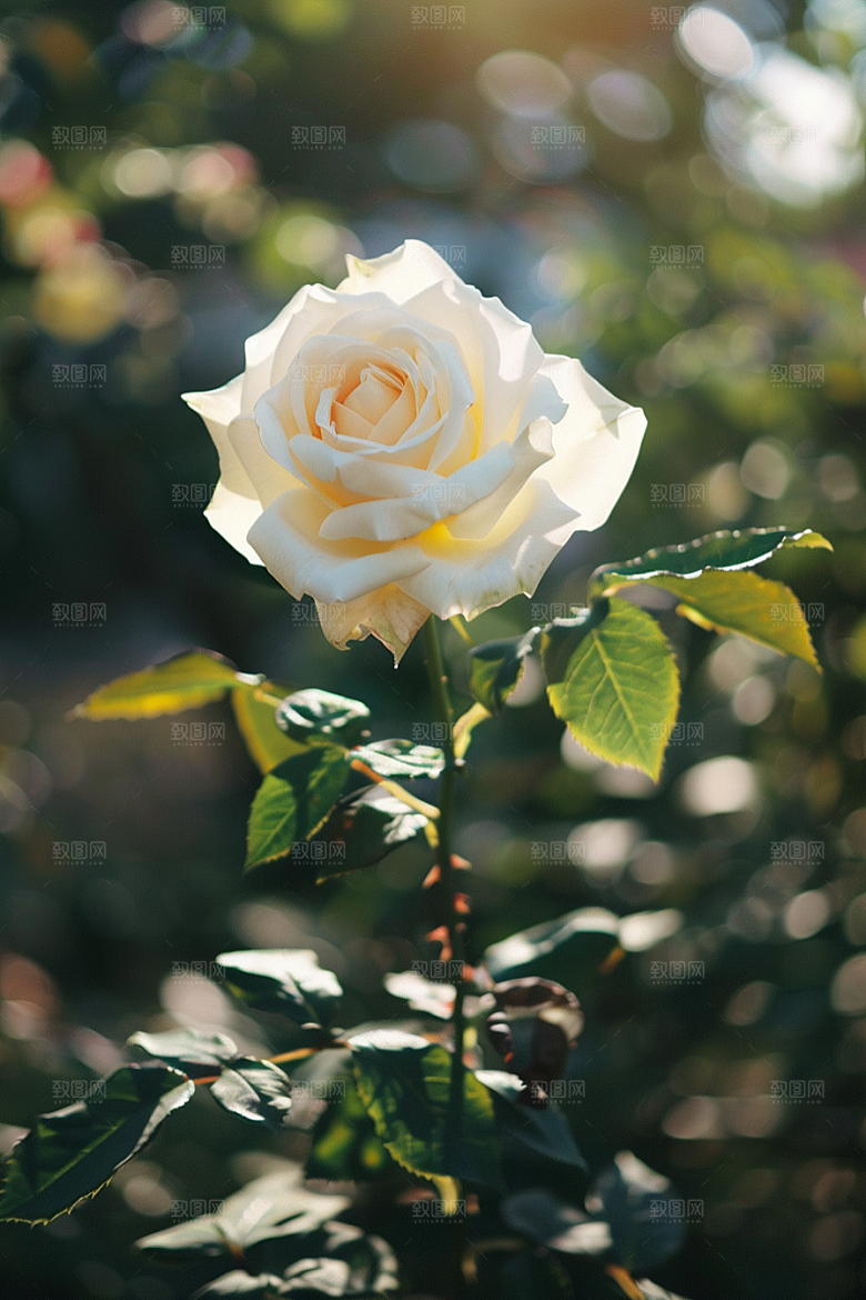 月季花花卉花朵素材