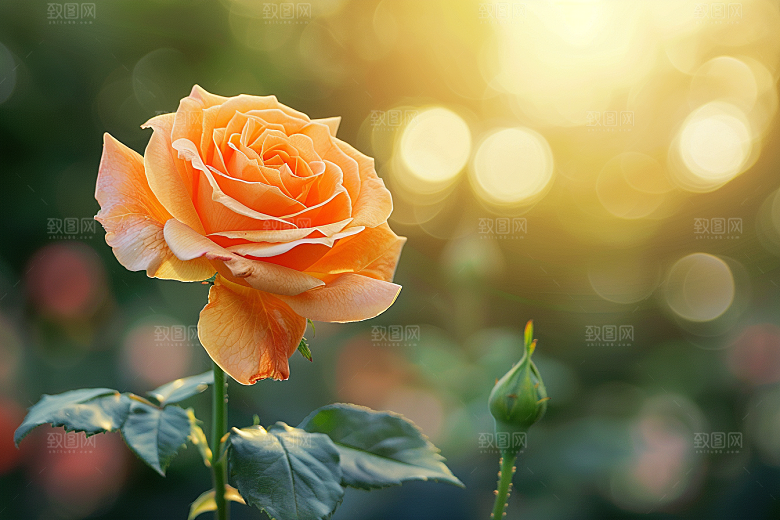 月季花彩色花卉素材