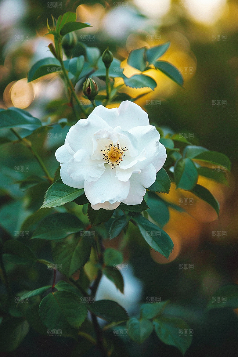 月季花彩色藤月素材