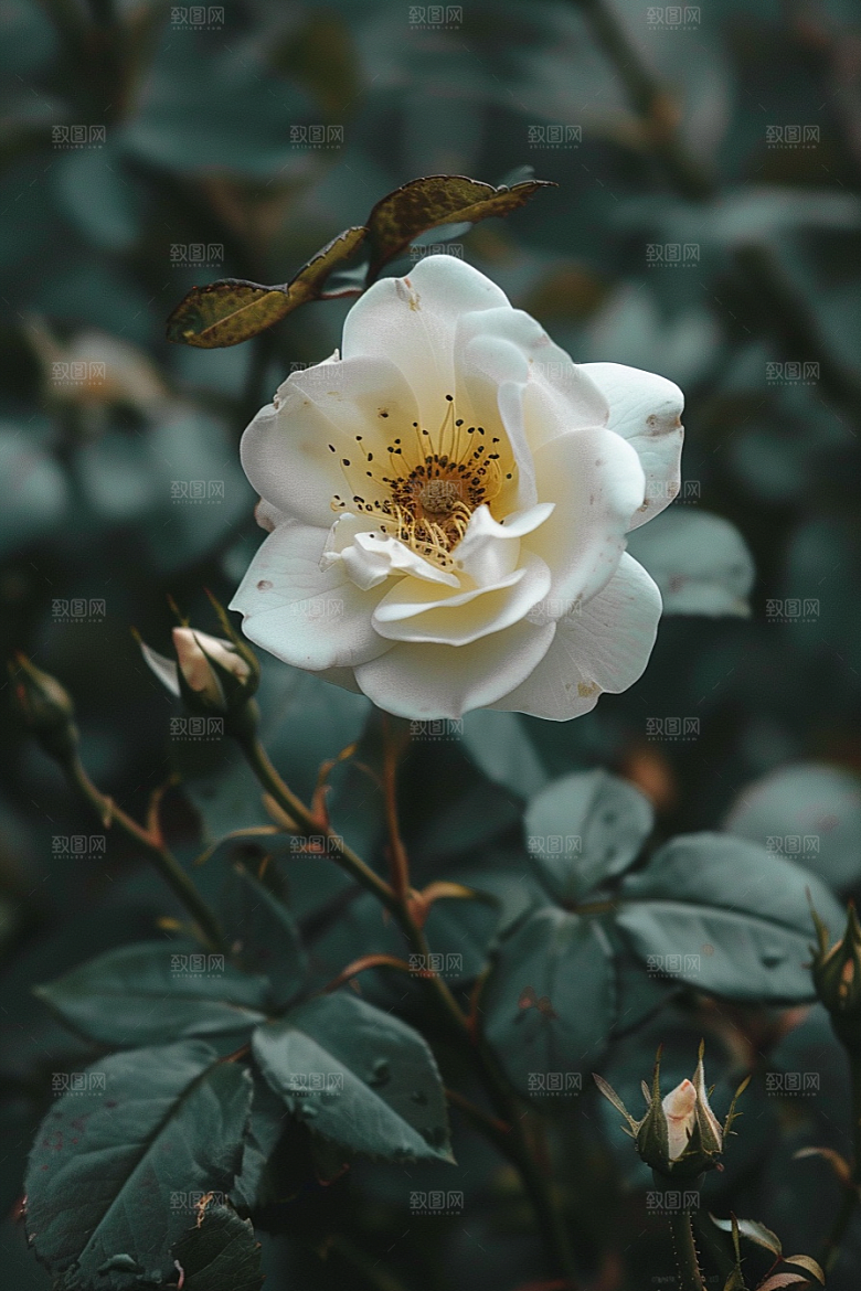 月季花玫瑰欧月素材