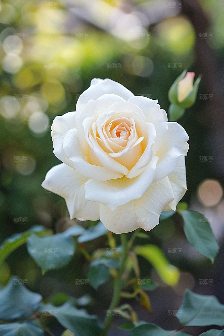 月季花高清彩色素材