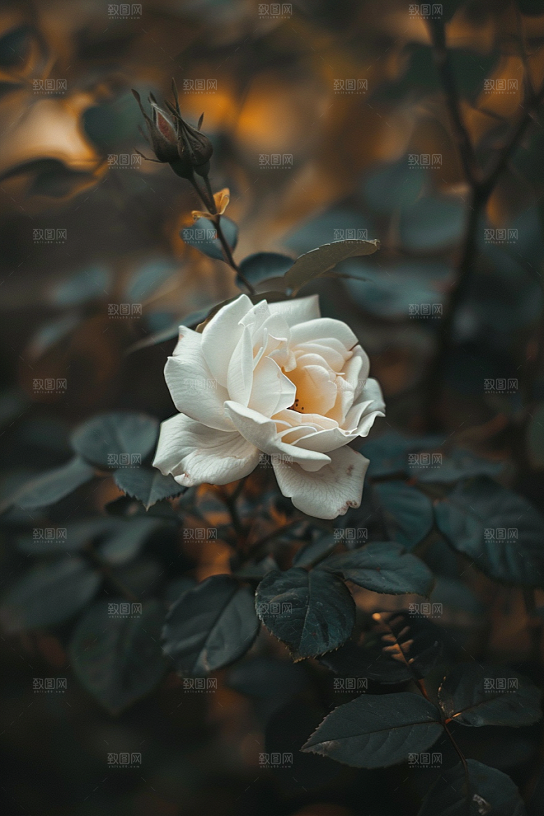 月季花欧月花卉素材