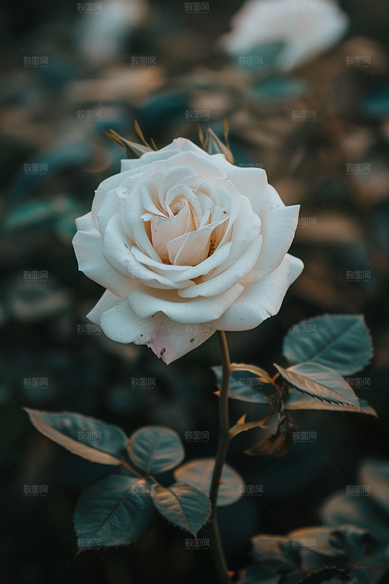 月季花玫瑰蔷薇素材