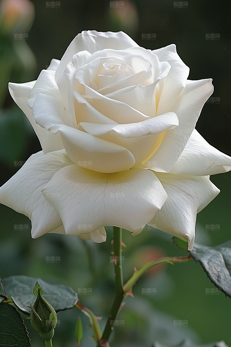 月季花高清唯美素材