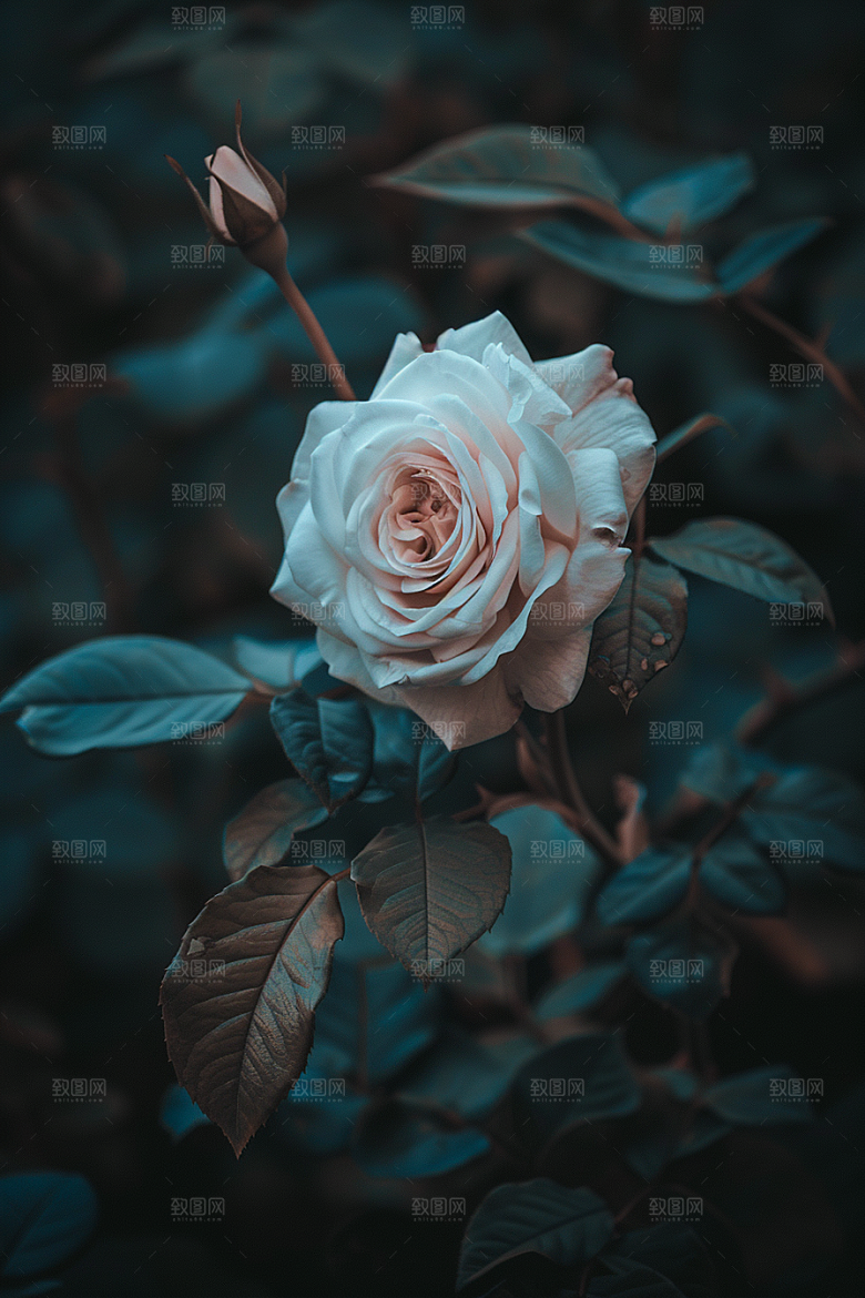 月季花彩色唯美素材