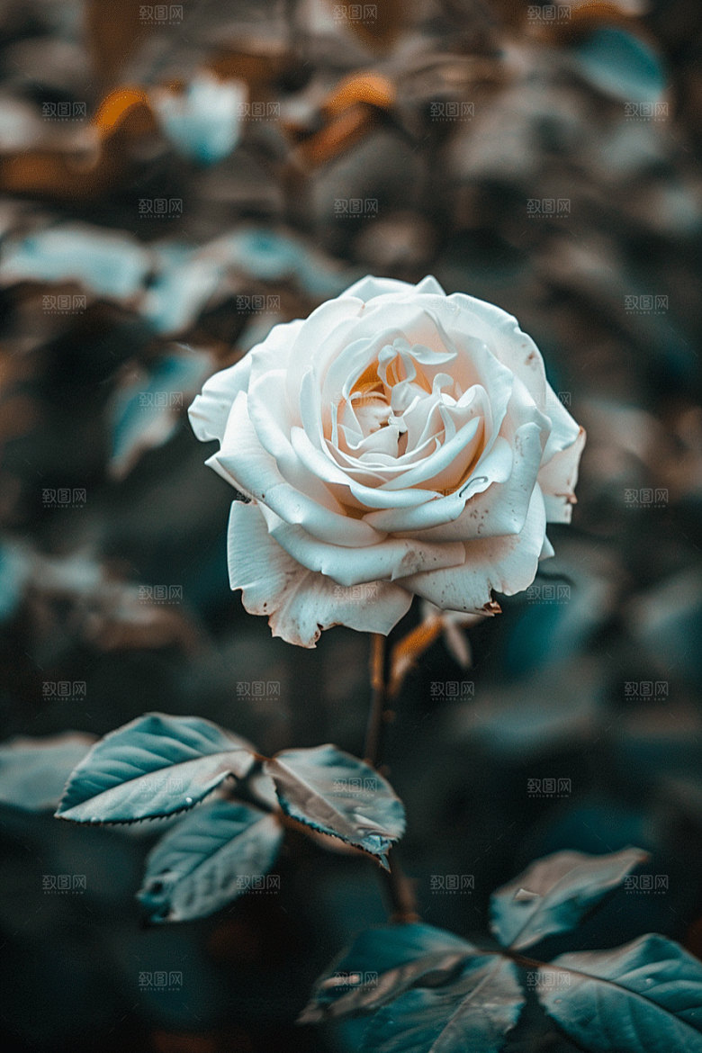 月季花欧月藤月素材