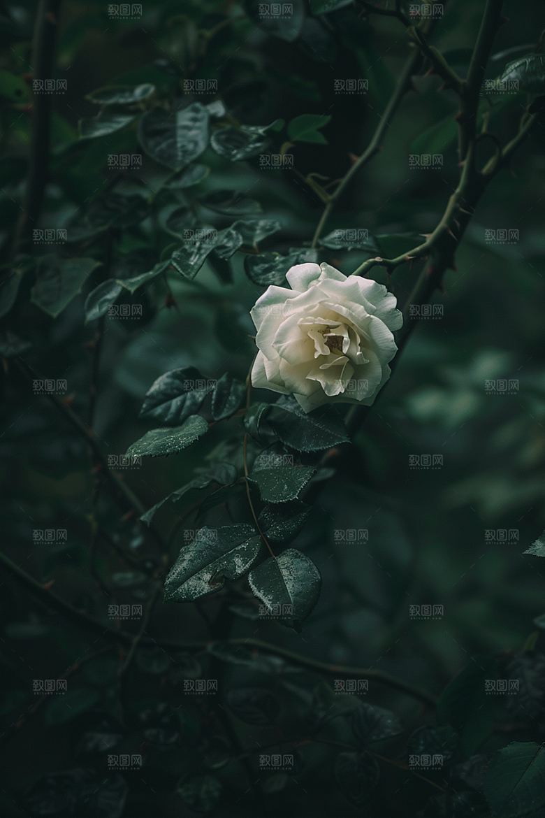 月季花蔷薇欧月素材