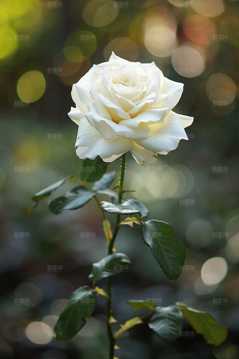 月季花欧月藤月素材