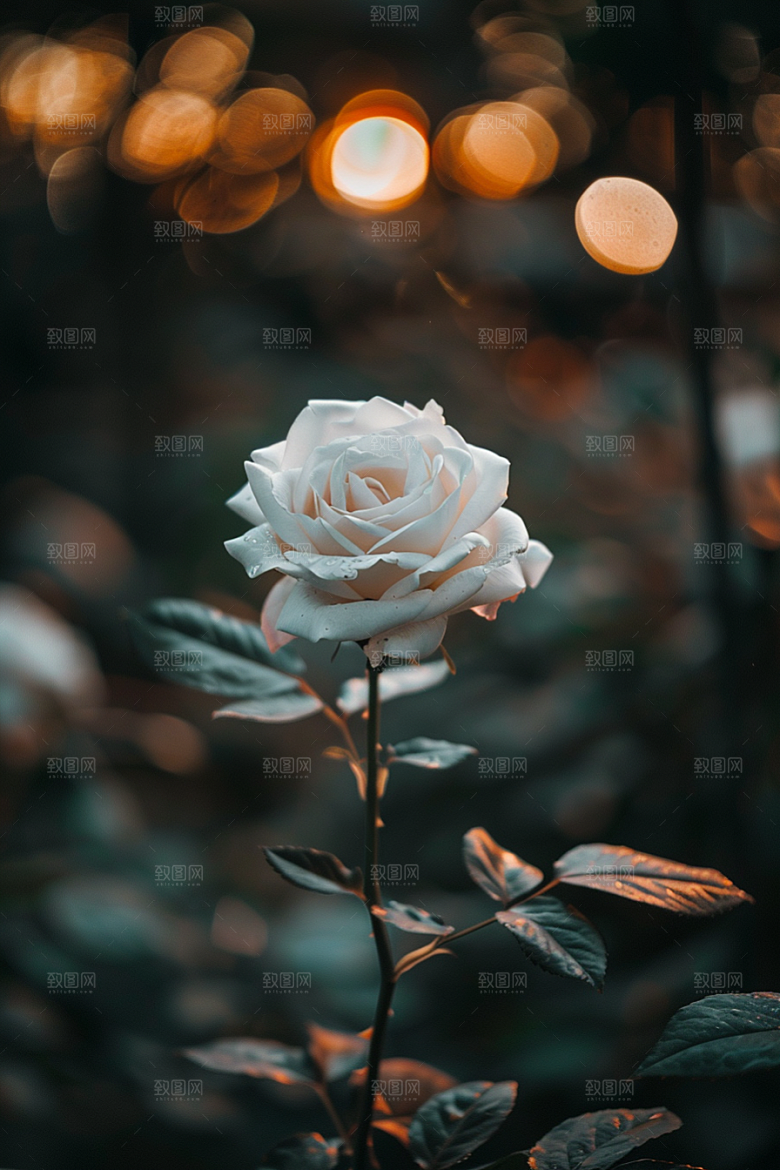 月季花花朵蔷薇素材