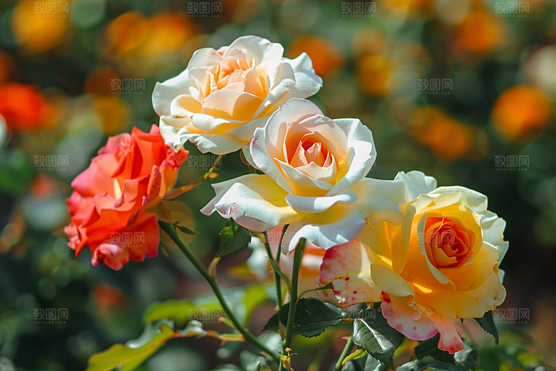 月季花玫瑰欧月素材