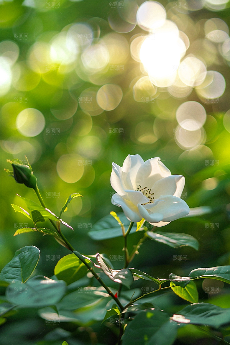月季花花朵蔷薇素材