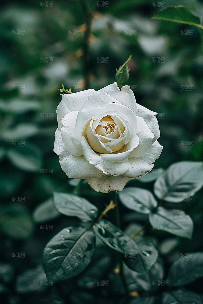 月季花花朵欧月素材