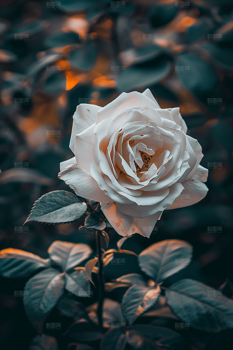 月季花藤月蔷薇素材