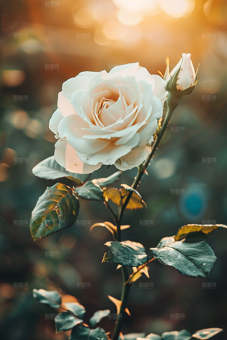 月季花蔷薇花卉素材