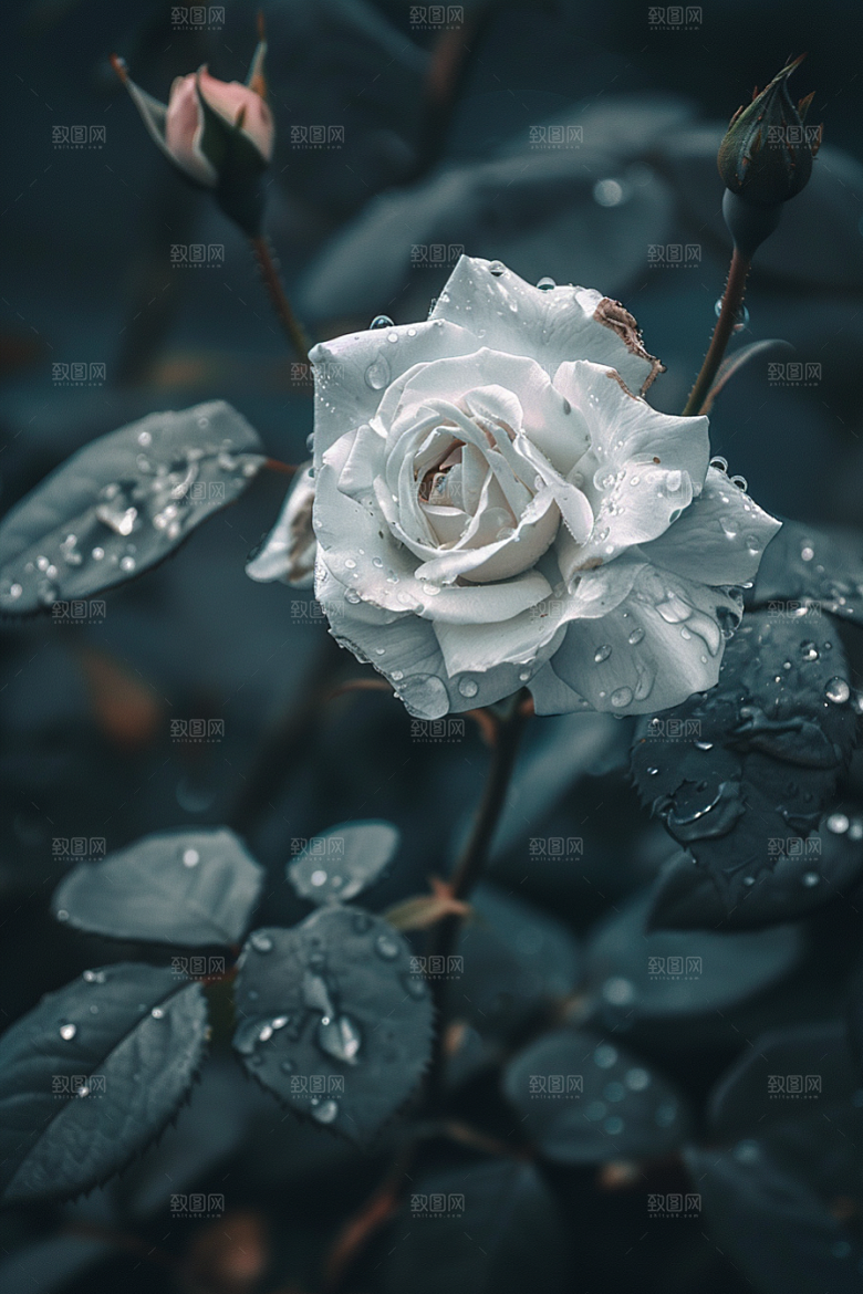 月季花藤月植物素材