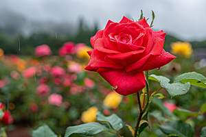 月季花花卉花朵素材