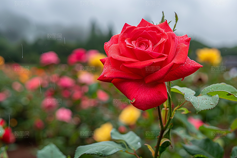 月季花花卉花朵素材