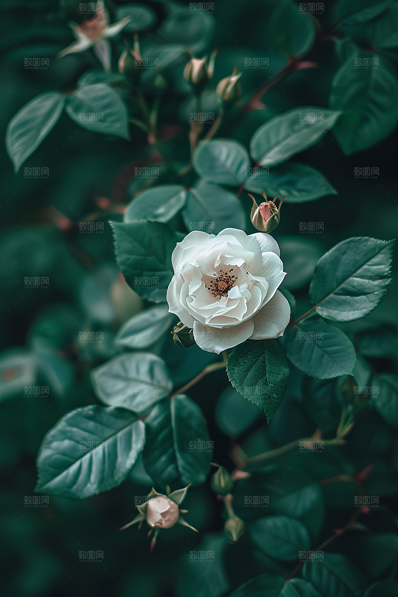 月季花唯美藤月素材