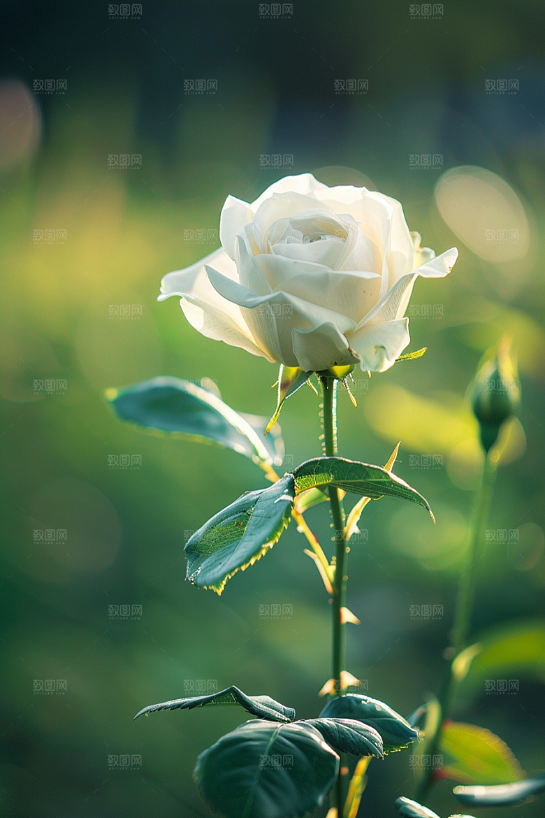 月季花藤月唯美素材