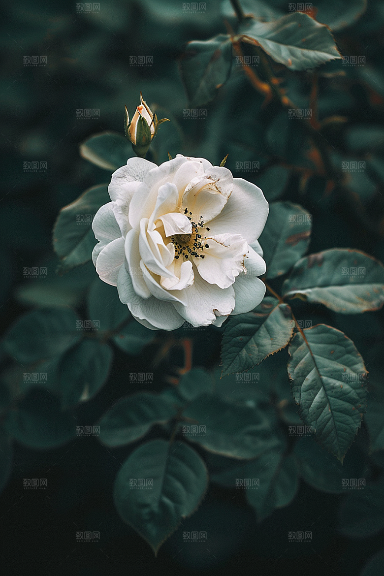 月季花蔷薇花朵素材