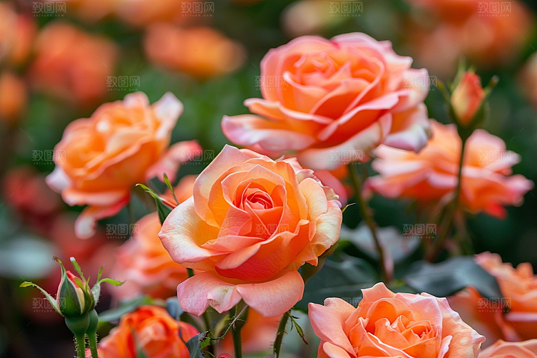 月季花蔷薇欧月素材