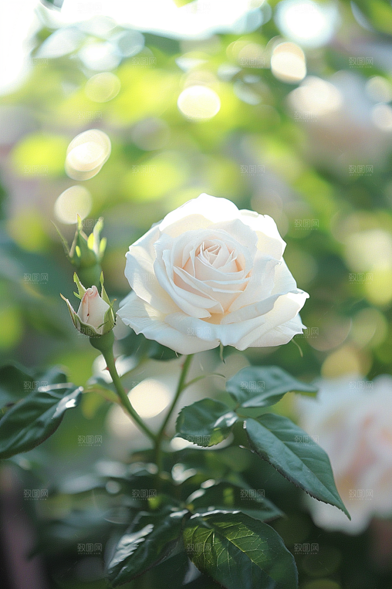 月季花花朵藤月素材