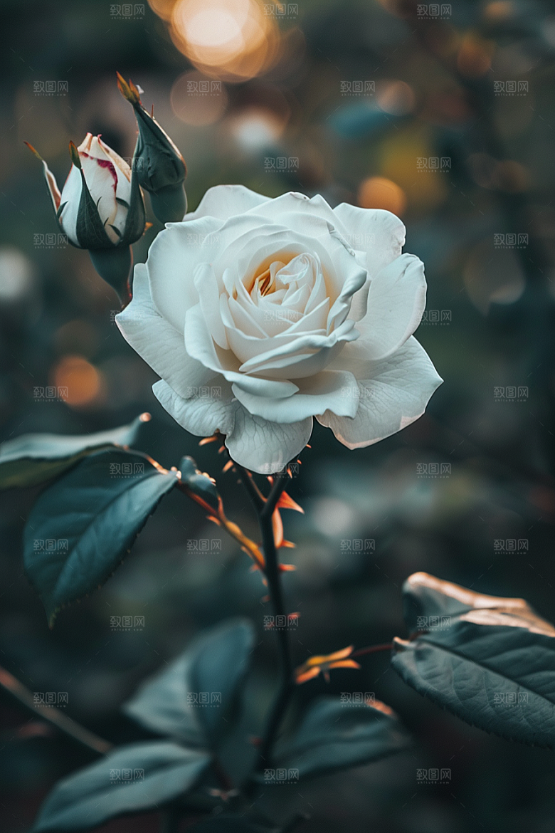 月季花高清花朵素材