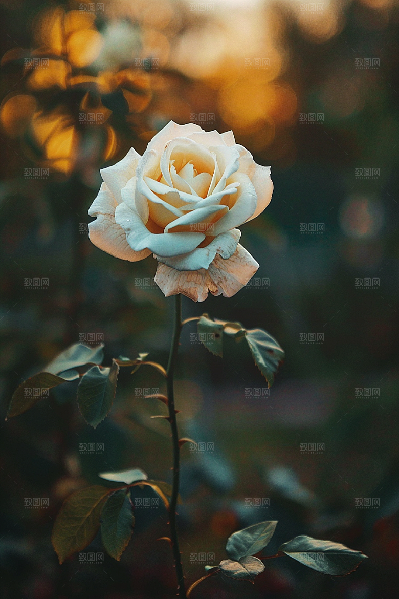 月季花蔷薇玫瑰素材