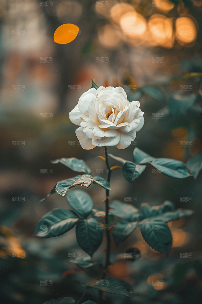 月季花藤月植物素材