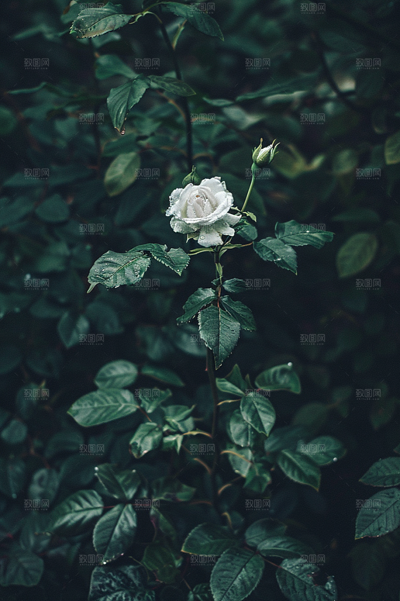 月季花植物玫瑰素材