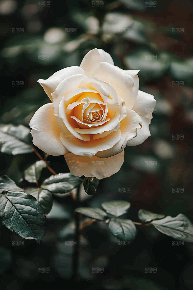 月季花欧月藤月素材