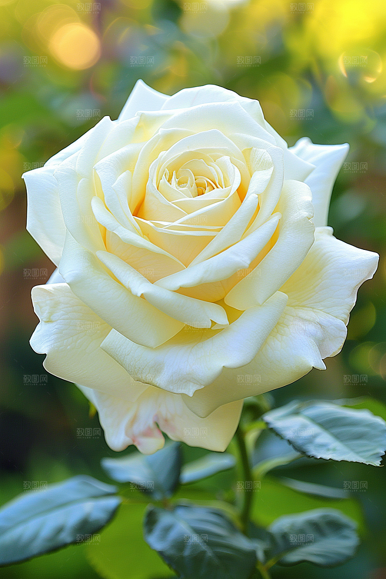 月季花高清欧月素材