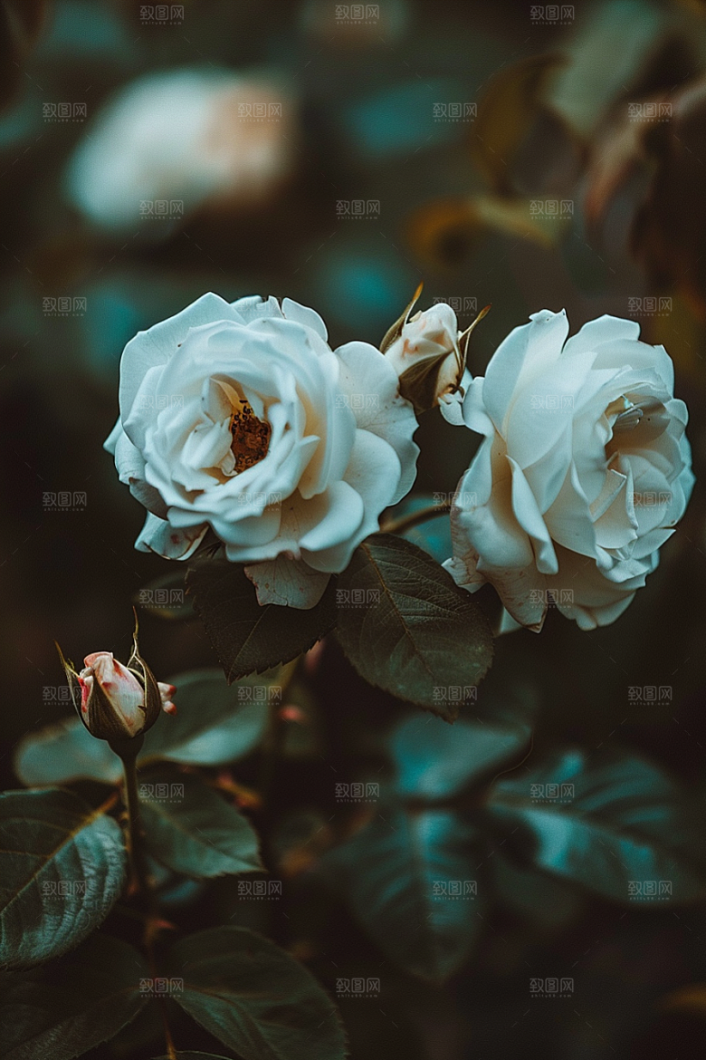 月季花蔷薇花朵素材