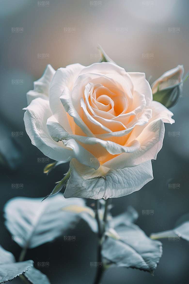 月季花彩色花朵素材