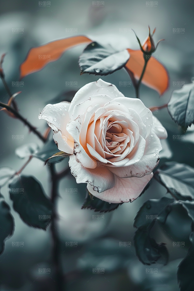 月季花藤月彩色素材