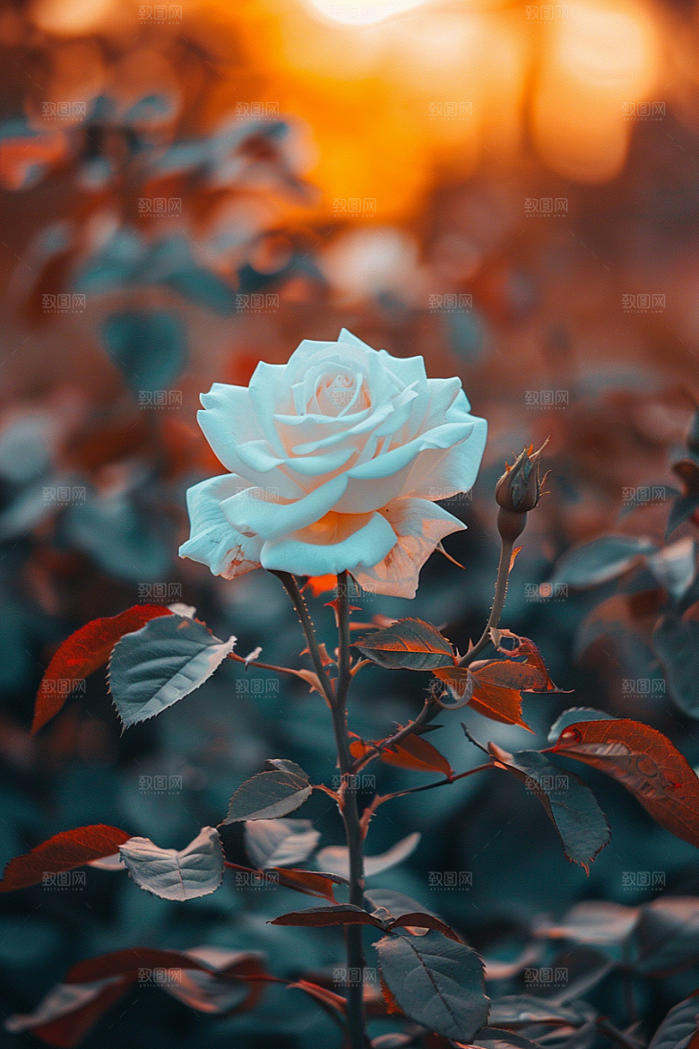 月季花唯美花朵素材