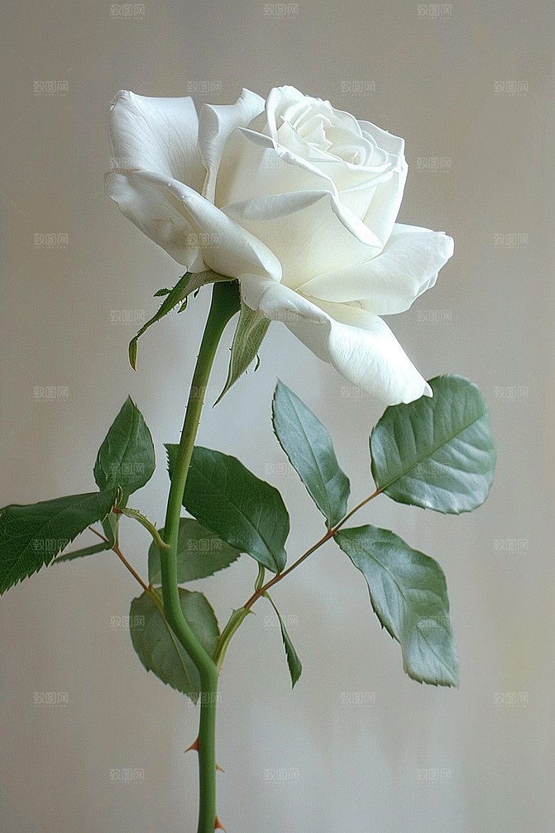月季花彩色花朵素材