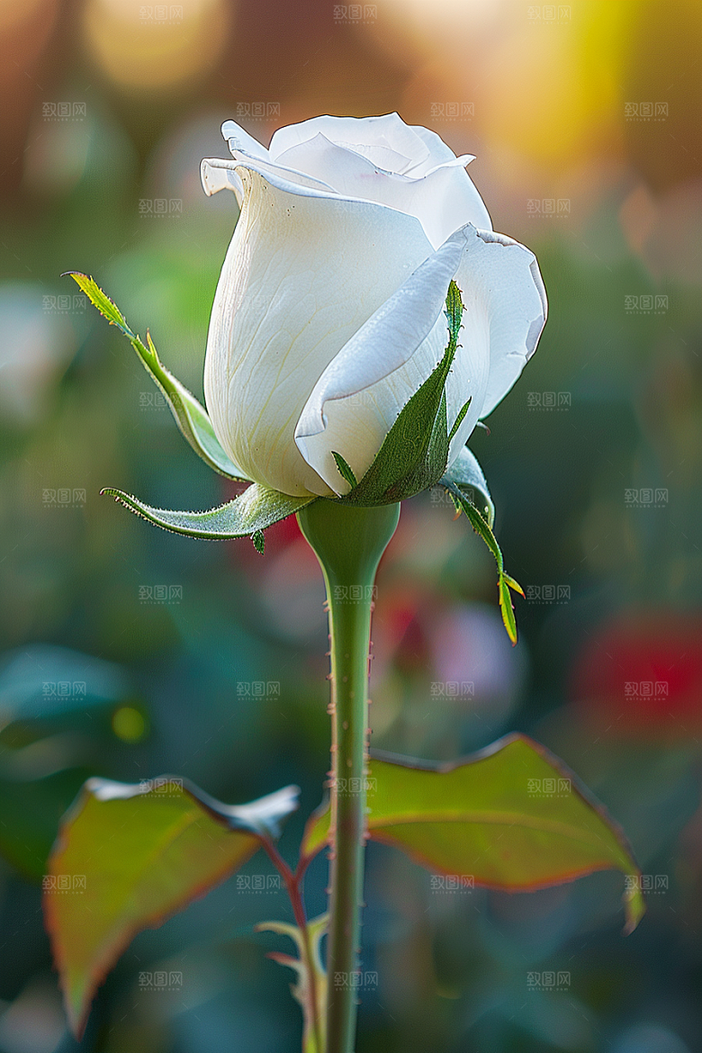 月季花花朵高清素材