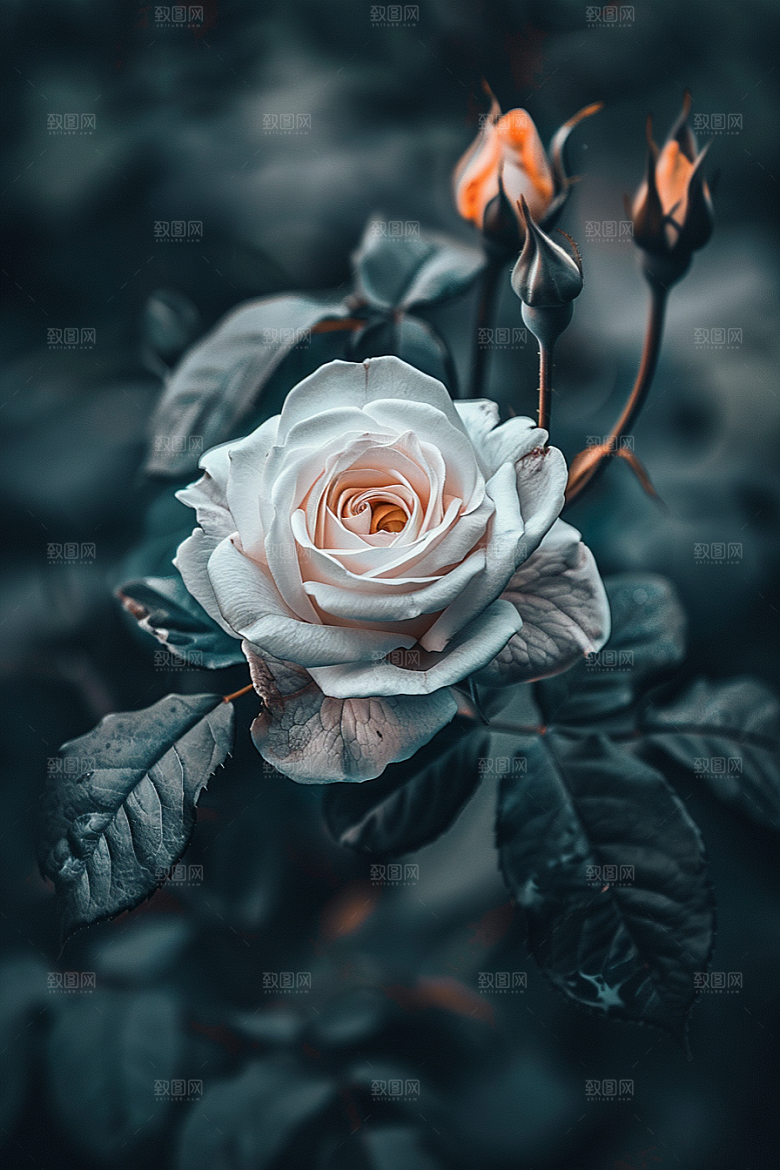月季花欧月玫瑰素材