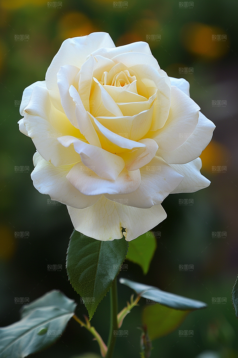 月季花藤月高清素材