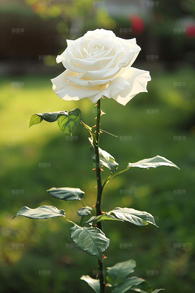 月季花欧月藤月素材