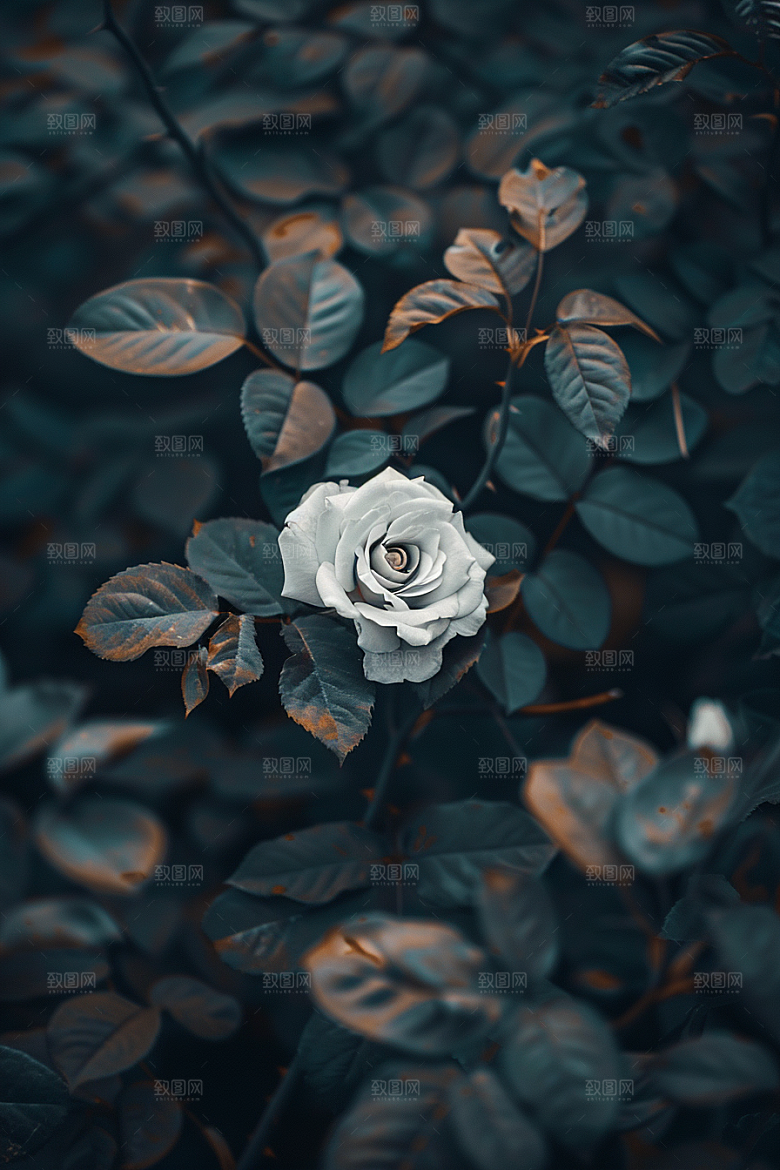 月季花彩色唯美素材