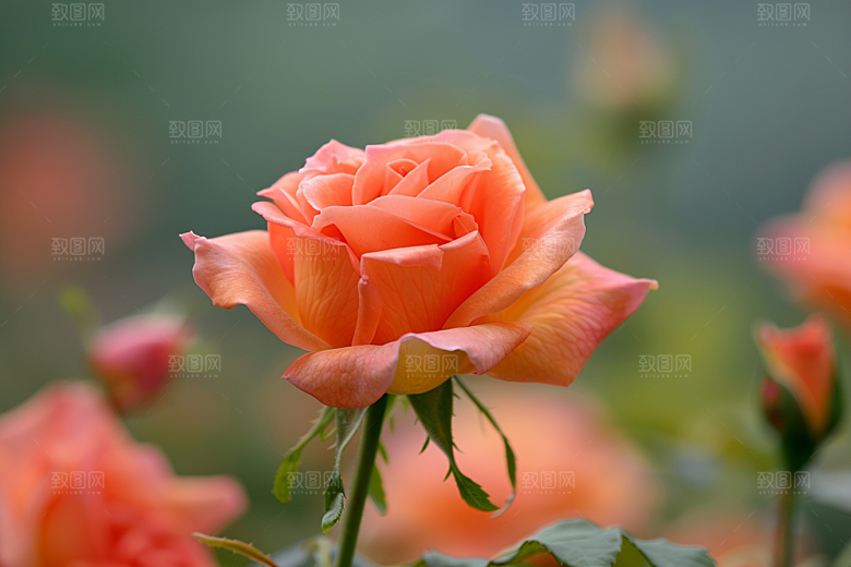 月季花蔷薇藤月素材