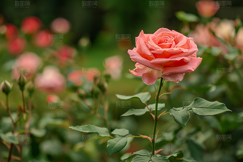 月季花高清植物素材