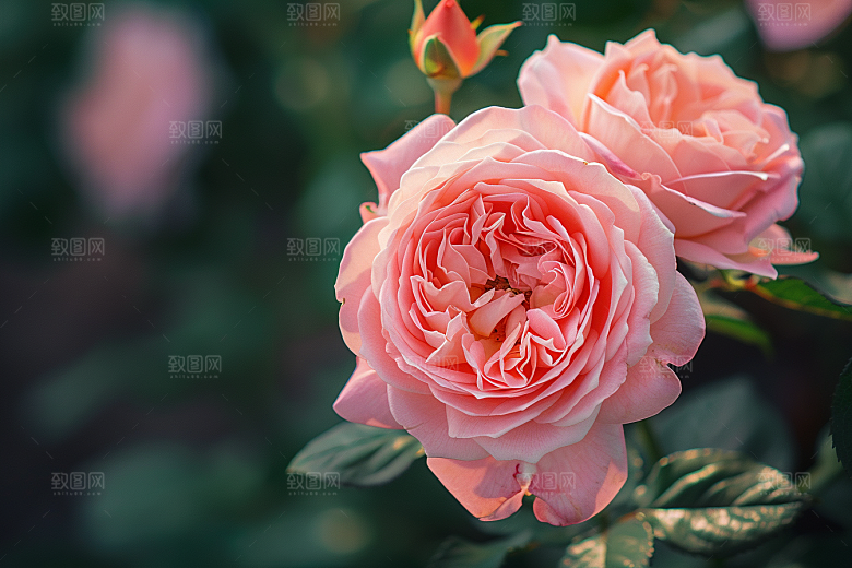 月季花彩色唯美素材