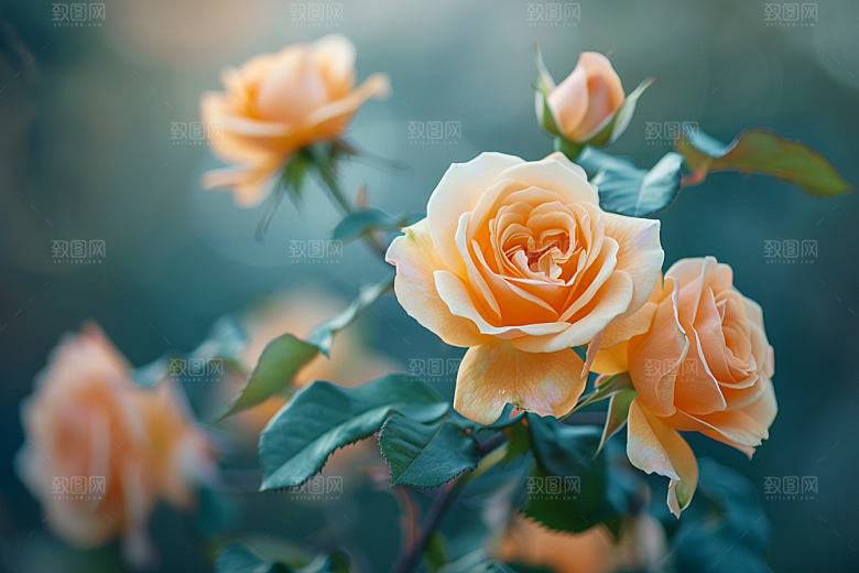 月季花欧月玫瑰素材