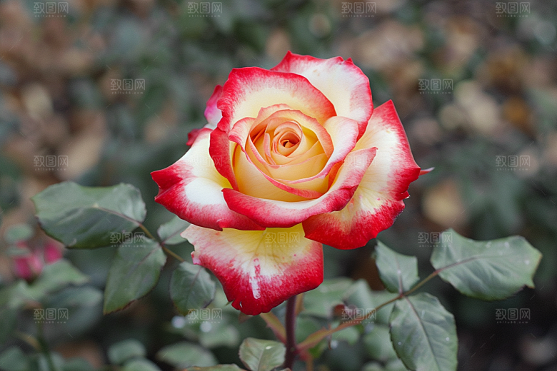 月季花欧月花卉素材