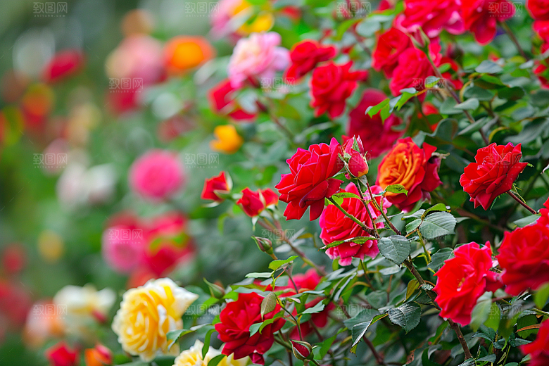 月季花花卉高清素材