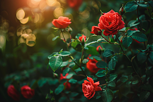 月季花蔷薇高清素材